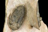 Zlichovaspis & Metacanthina Trilobites - Lghaft, Morocco #153903-10